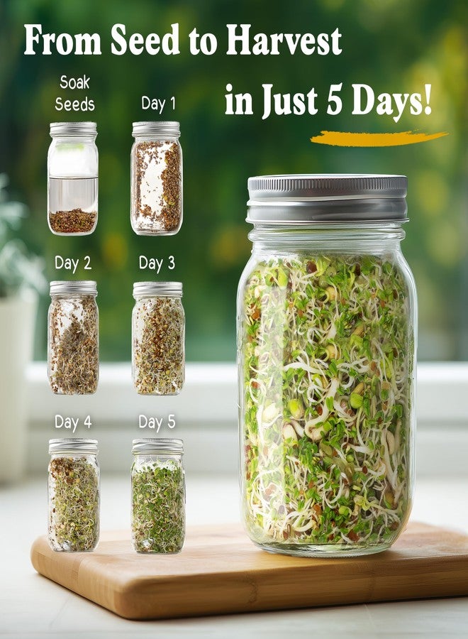 Seedboy Organic Non-GMO Sprouting Seeds, Fresh Salad Blend – USA Grown Microgreens Mix with Alfalfa, Broccoli, Radish, Mung Bean & Lentil – 8 oz Bag Makes 8 Quarts / 24 Servings (Salad Blend) - Image 2